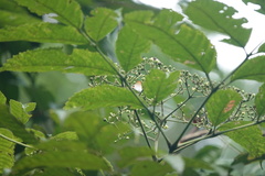 Hypolycaena thecloides