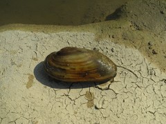 Unio elongatulus