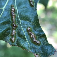 Melikaiella ostensackeni