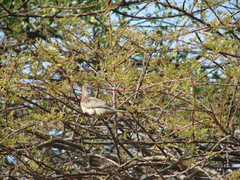 Urocolius macrourus