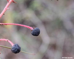 Comarostaphylis polifolia