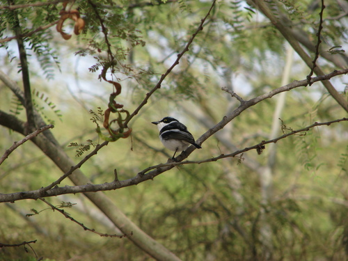 Senegal Batis (Batis senegalensis), photo 6