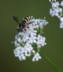 Conops flavipes