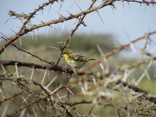 Little Weaver (Ploceus luteolus), photo 5