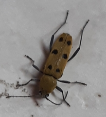 Chlorophorus glabromaculatus