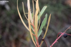 Comarostaphylis polifolia