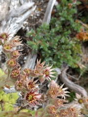 Sempervivum vicentei