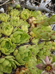 Sempervivum vicentei