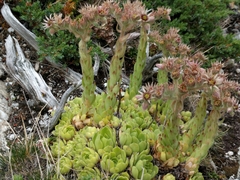Sempervivum vicentei