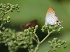 Hypolycaena thecloides