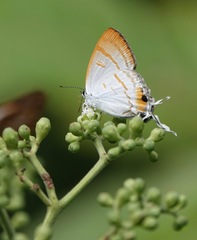 Hypolycaena thecloides