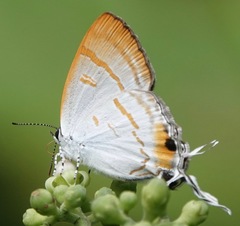 Hypolycaena thecloides