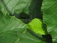 Cryptocephalus quadruplex