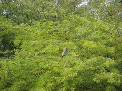Coracias abyssinicus