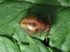 Allacma fusca