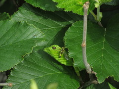 Tenthredo verticalis