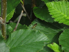 Tenthredo verticalis