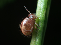 Allacma fusca