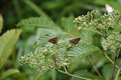 Hypolycaena thecloides