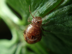 Allacma fusca