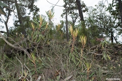 Comarostaphylis polifolia