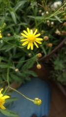 Senecio inaequidens