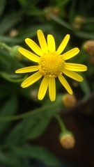 Senecio inaequidens