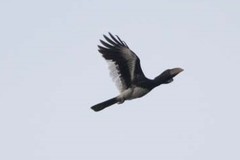 Lophoceros fasciatus