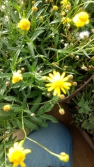 Senecio inaequidens