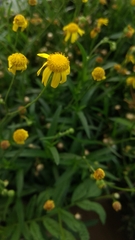 Senecio inaequidens