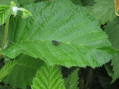 Dichomeris nonstrigella