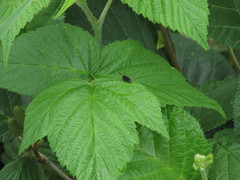 Dichomeris nonstrigella