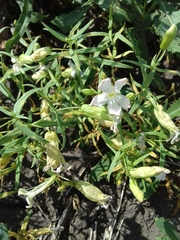 Silene procumbens