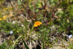 Agoseris aurantiaca