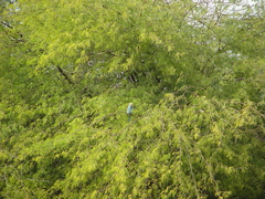 Coracias abyssinicus