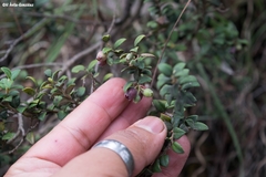 Vaccinium confertum