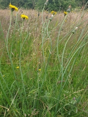 Hypochaeris radicata