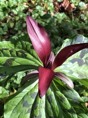 Trillium kurabayashii