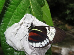 Heliconius cydno cydno