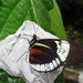 Heliconius cydno cydno - Photo (c) Lepidoptera Colombiana, some rights reserved (CC BY-NC), uploaded by Lepidoptera Colombiana