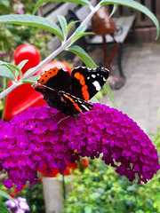 Vanessa atalanta