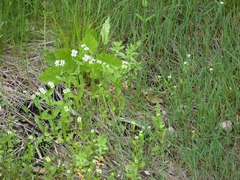 Valerianella umbilicata