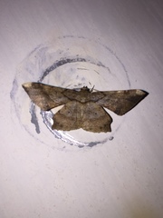 Krananda latimarginaria