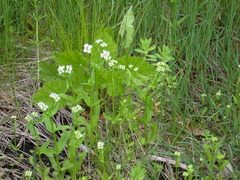 Valerianella umbilicata