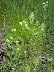 Valerianella umbilicata