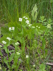 Valerianella umbilicata
