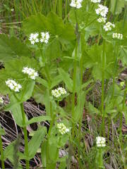 Valerianella umbilicata