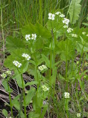 Valerianella umbilicata