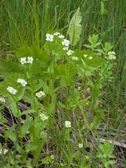 Valerianella umbilicata