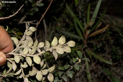 Vaccinium confertum